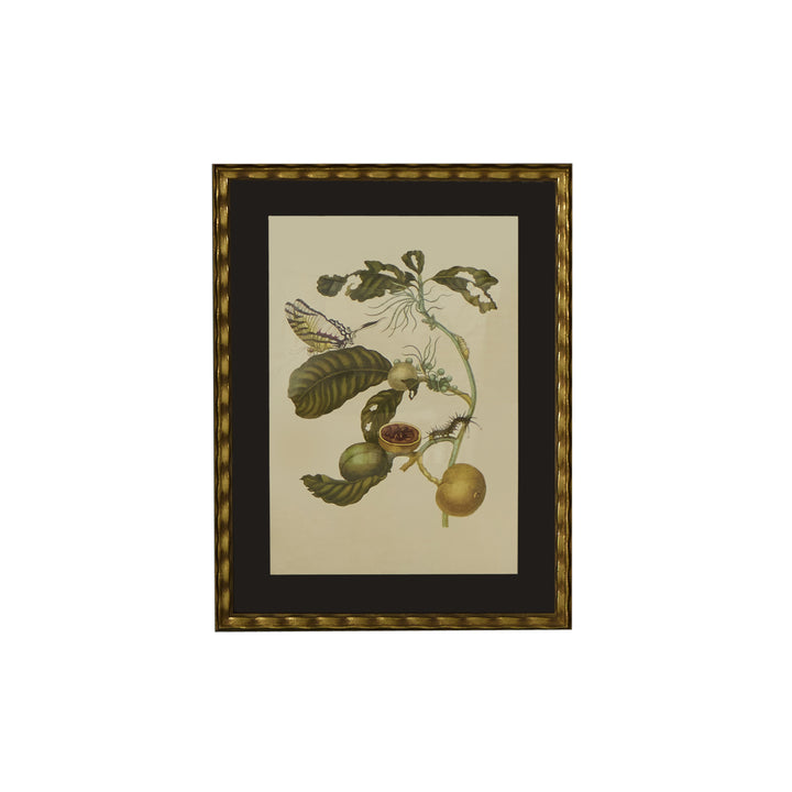 Botanical Print of Antique Etching by Maria Sibylla Merian | Swallowtail