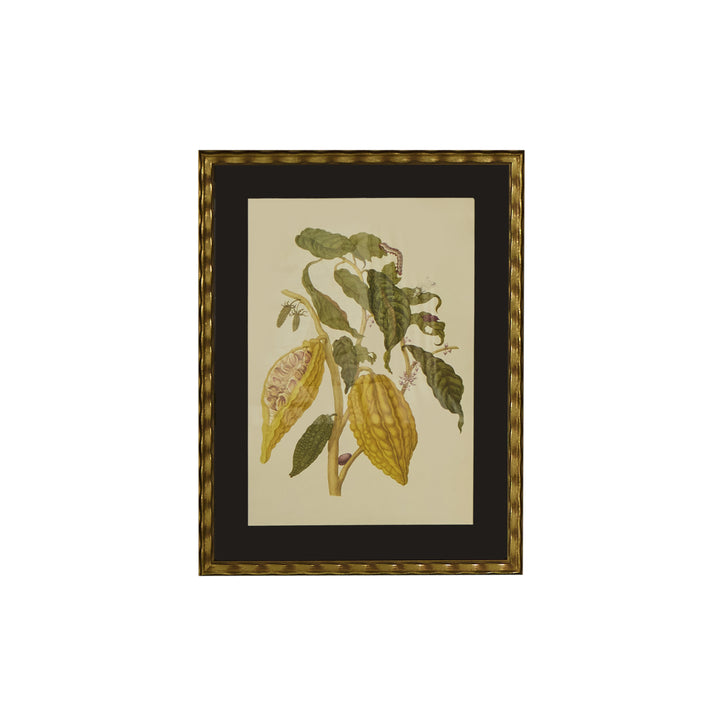 Botanical Print of Antique Etching by Maria Sibylla Merian | Cacau Boom