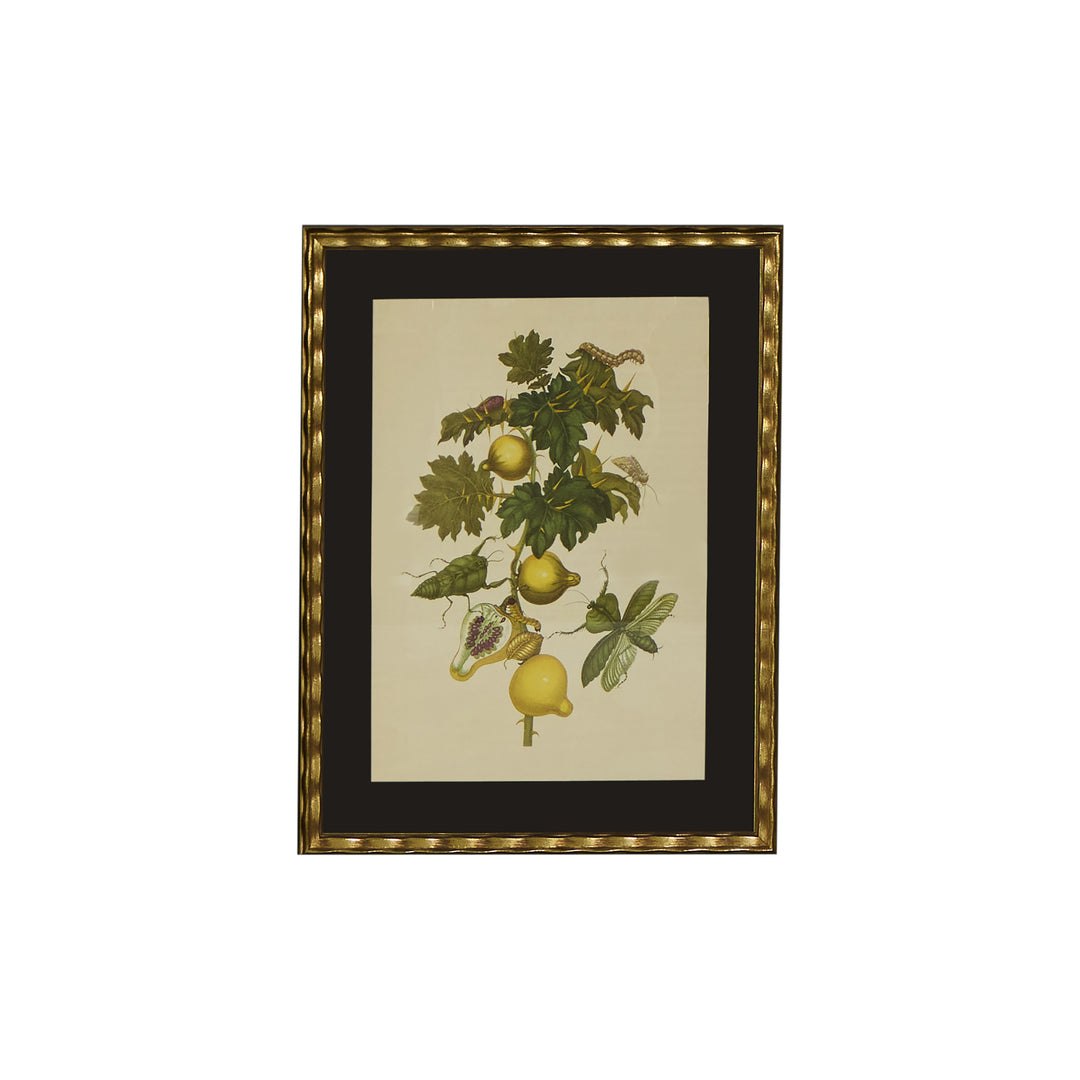 Botanical Print of Antique Etching by Maria Sibylla Merian | Mantids