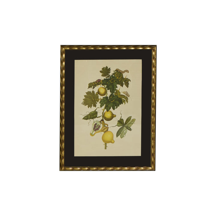 Botanical Print of Antique Etching by Maria Sibylla Merian | Mantids
