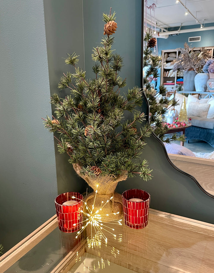 18" Spruce Seedling Tree