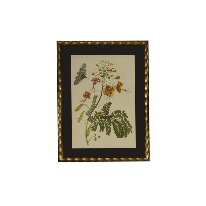 Botanical Print of Antique Etching by Maria Sibylla Merian | Bloom