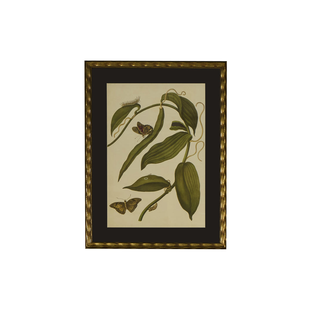 Botanical Print of Antique Etching by Maria Sibylla Merian | Vanilla