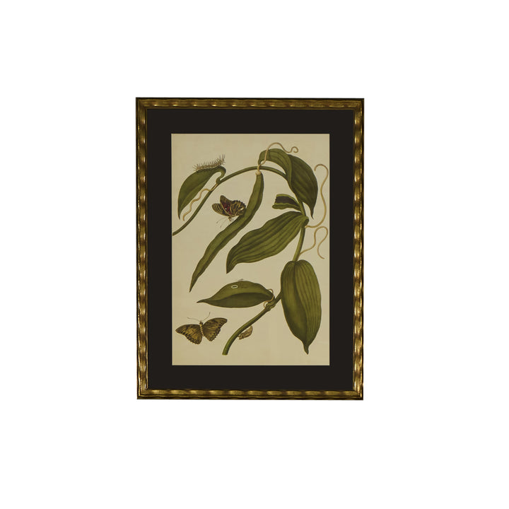Botanical Print of Antique Etching by Maria Sibylla Merian | Vanilla