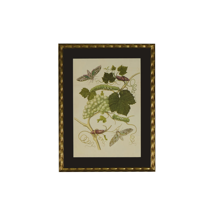 Botanical Print of Antique Etching by Maria Sibylla Merian | Grapes