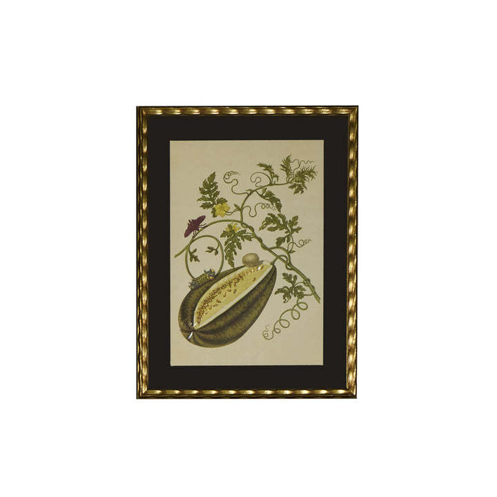 Botanical Print of Antique Etching by Maria Sibylla Merian | Melon