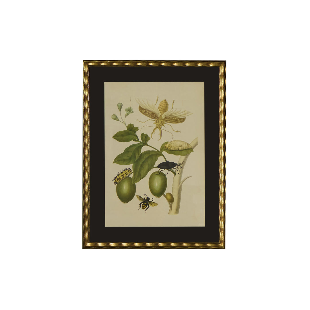 Botanical Print of Antique Etching by Maria Sibylla Merian | Beetle