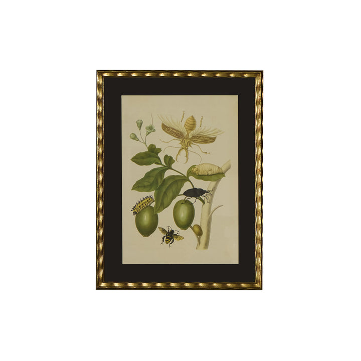 Botanical Print of Antique Etching by Maria Sibylla Merian | Beetle