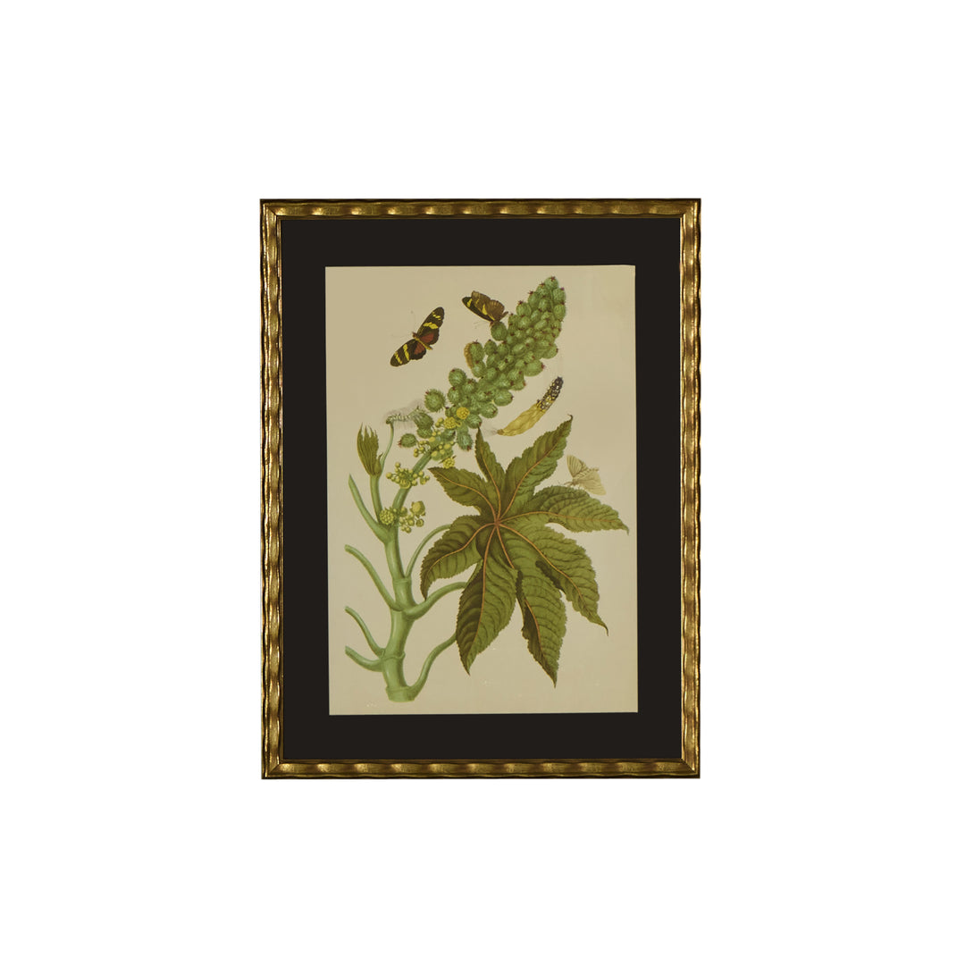 Botanical Print of Antique Etching by Maria Sibylla Merian | Leaf