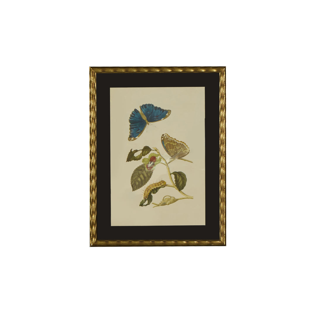 Botanical Print of Antique Etching by Maria Sibylla Merian | Blue