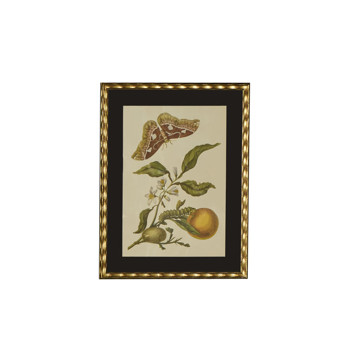 Botanical Print of Antique Etching by Maria Sibylla Merian | Orange