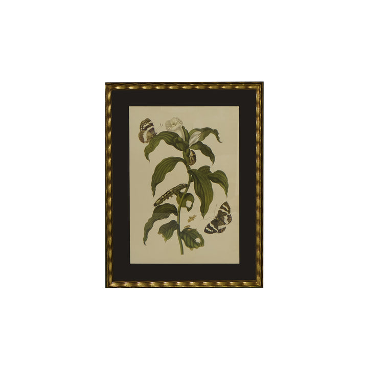 Botanical Print of Antique Etching by Maria Sibylla Merian | Tobacco
