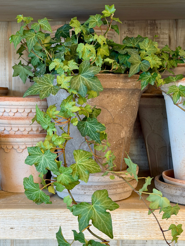 Fleur RAW Grey Pot + Saucer, Italy | 18GB