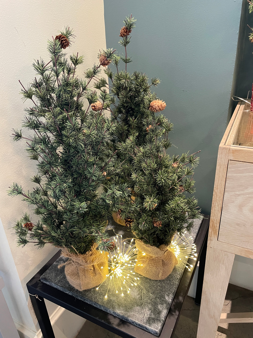 24" Spruce Seedling Tree