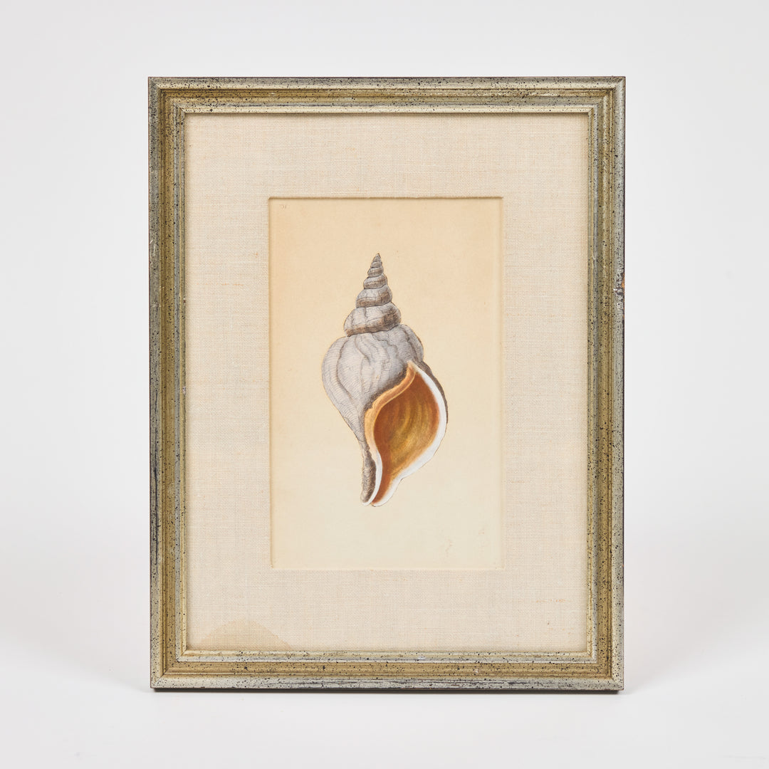 19th c Hand Colored Shell Prints from the Natural History of British Shells  | Set of 4