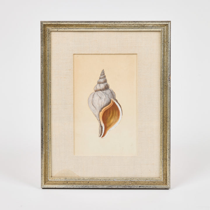 19th c Hand Colored Shell Prints from the Natural History of British Shells  | Set of 4