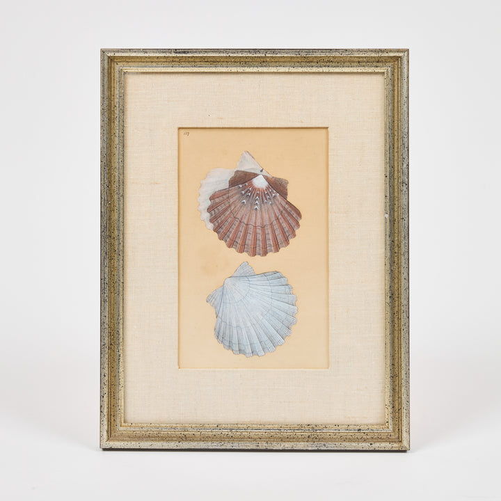 19th c Hand Colored Shell Prints from the Natural History of British Shells  | Set of 4