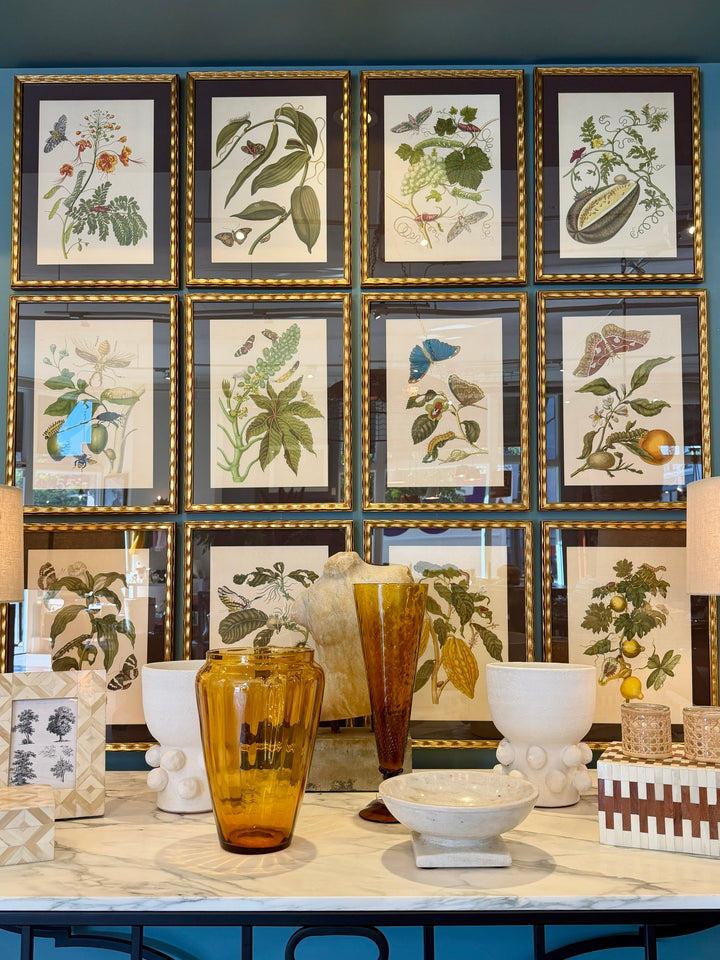 Botanical Print of Antique Etching by Maria Sibylla Merian | Leaf
