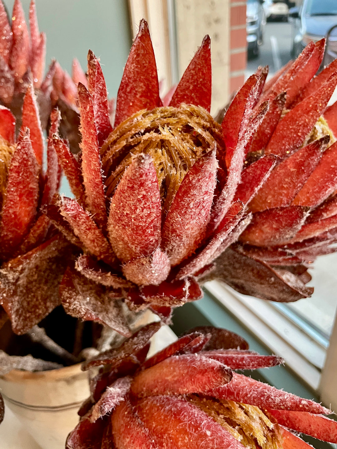 29" Protea Stem