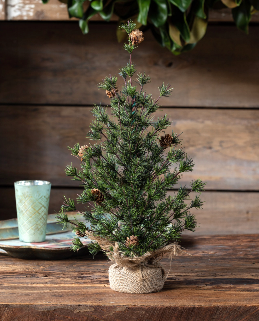 18" Spruce Seedling Tree