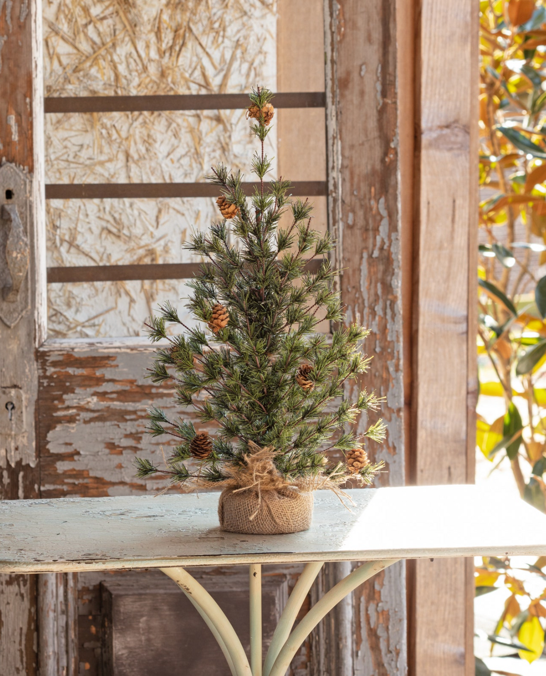 18" Spruce Seedling Tree