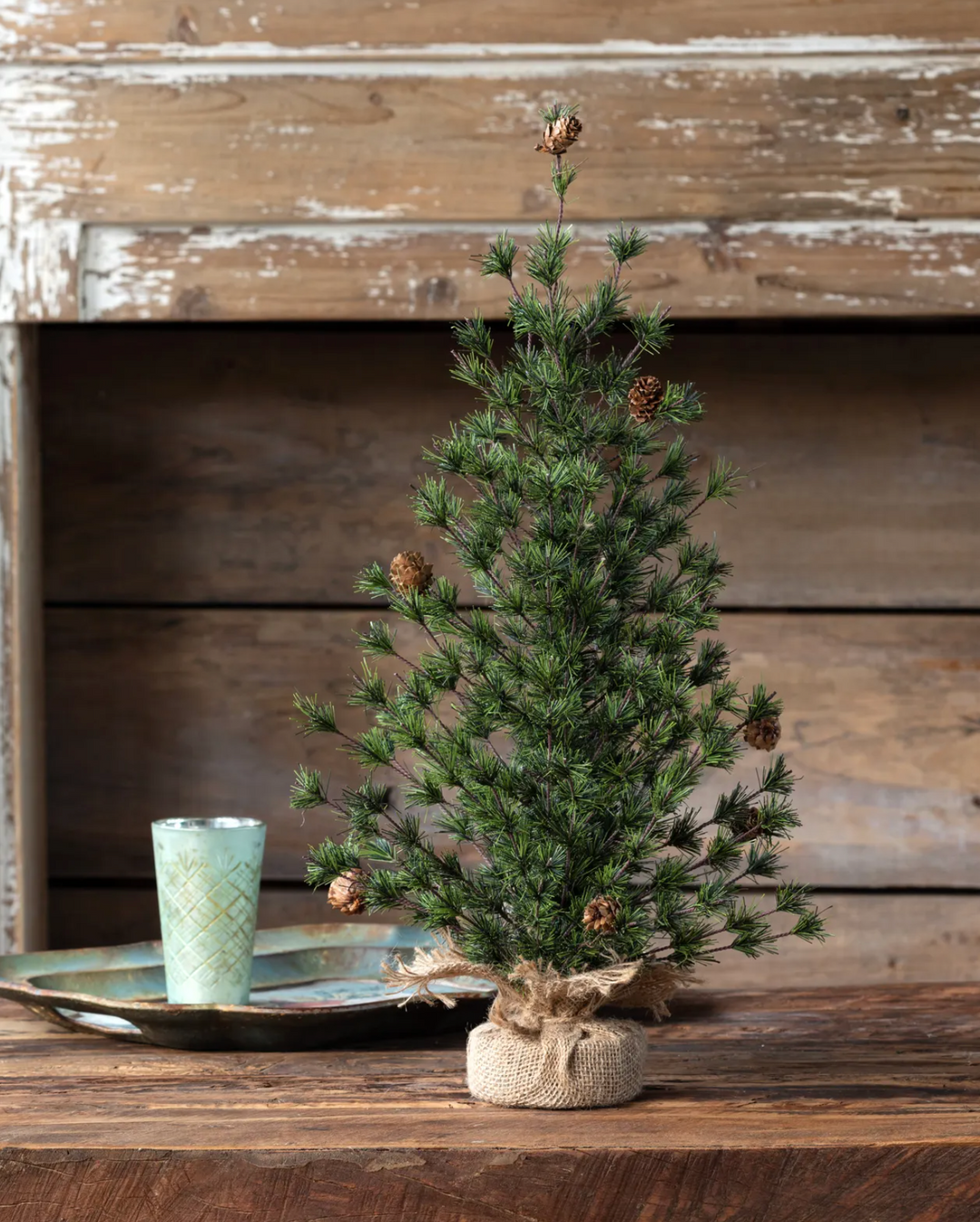 24" Spruce Seedling Tree