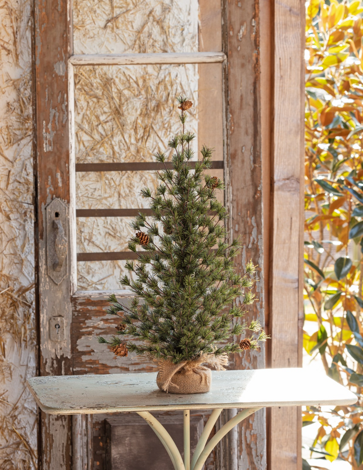 24" Spruce Seedling Tree