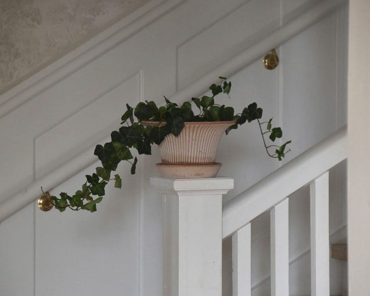 Daisy RAW Rosa Pot + Saucer, Italy | 25S