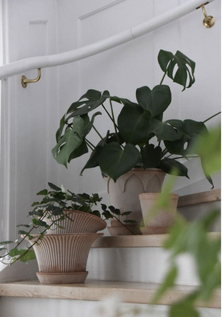 Daisy RAW Rosa Pot + Saucer, Italy | 25S