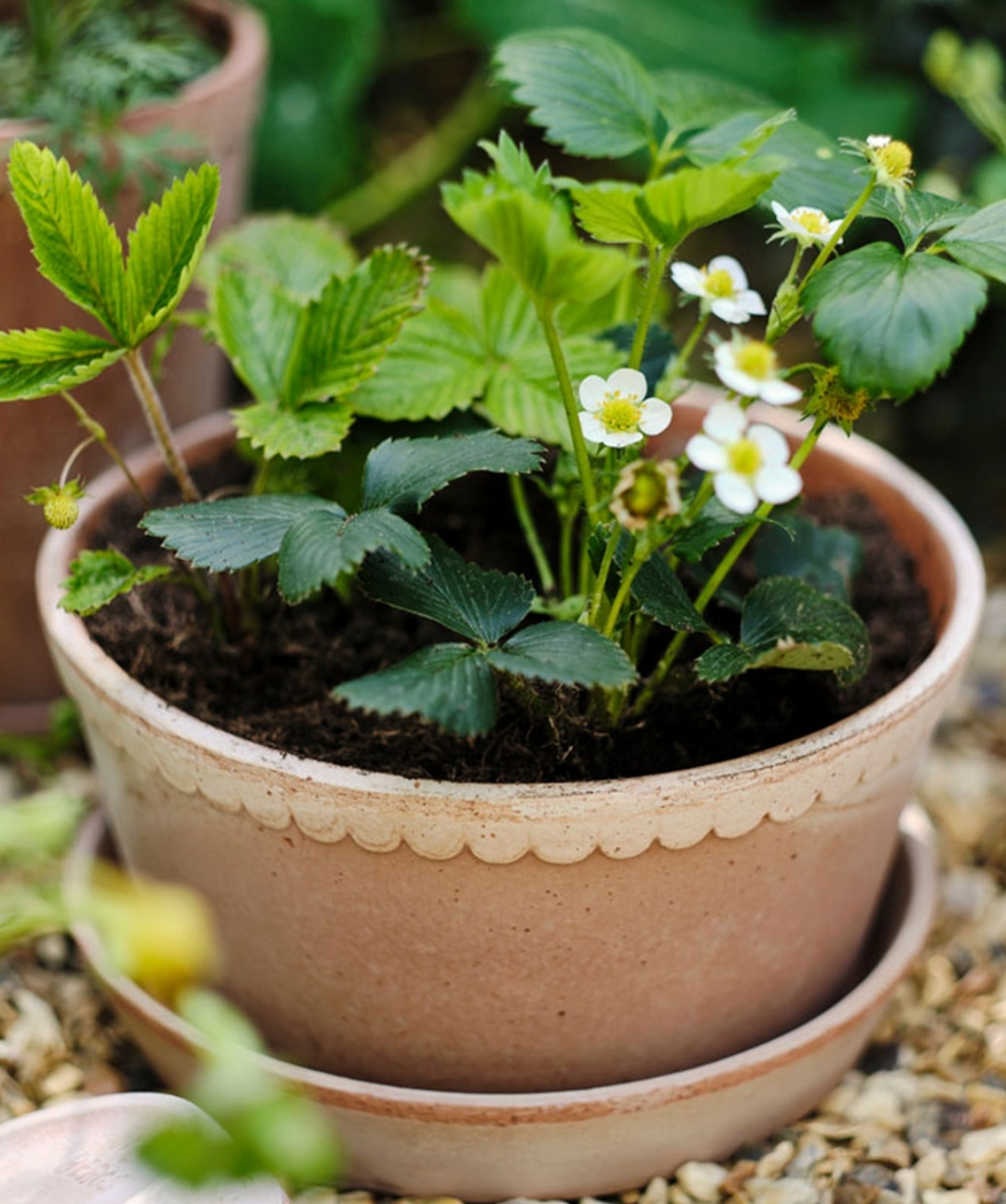 Helena RAW Rosa Low Pot + Saucer, Italy | 21UPS