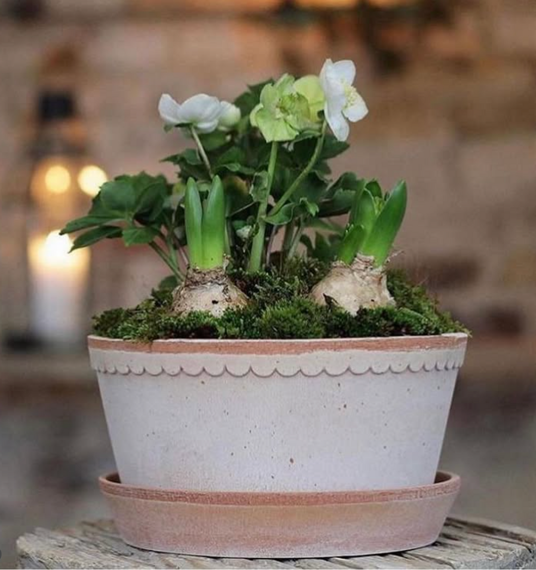 Helena RAW Rosa Low Pot + Saucer, Italy | 21UPS