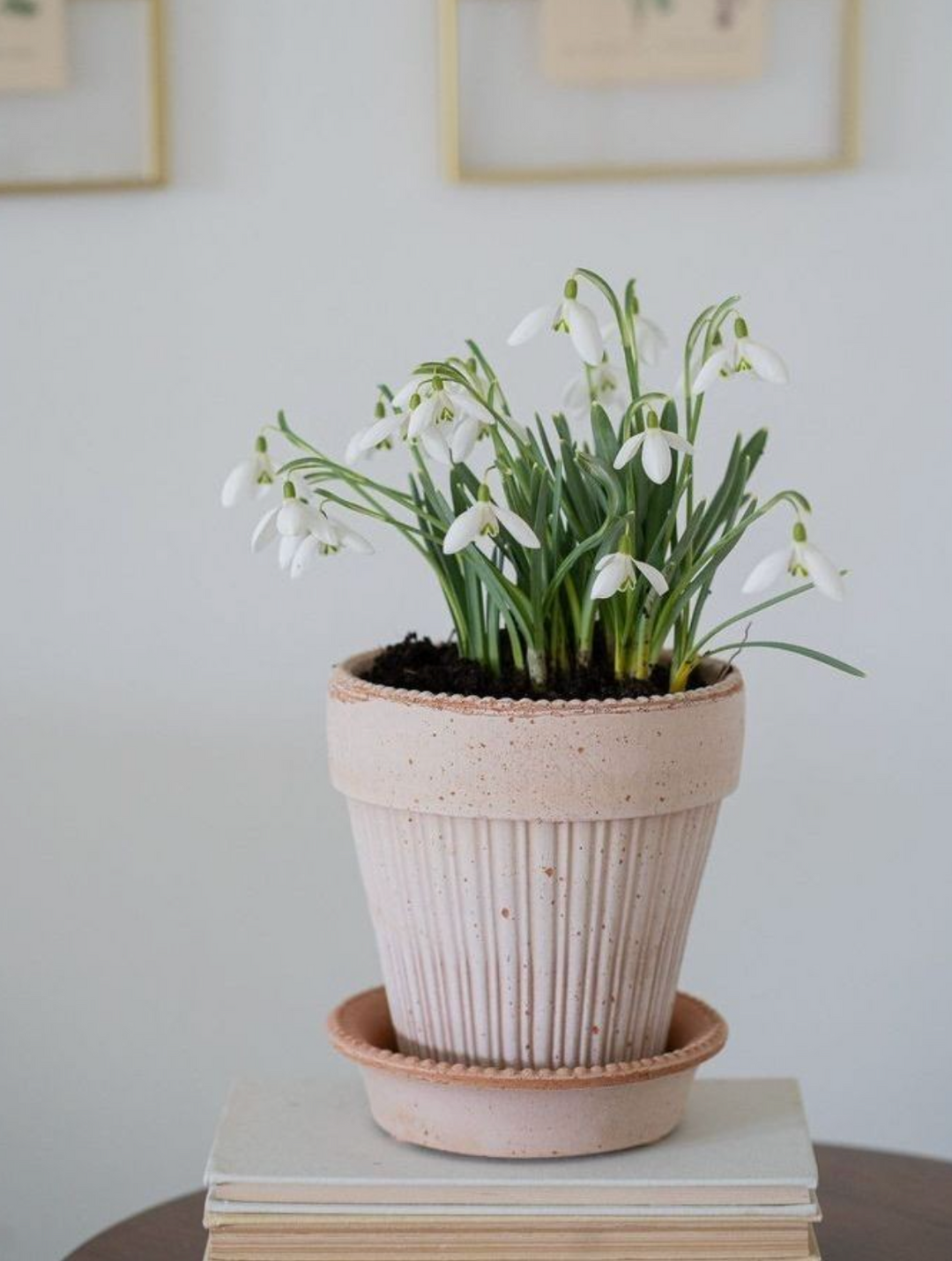 Simona RAW Rosa Pot + Saucer, Italy | 16S