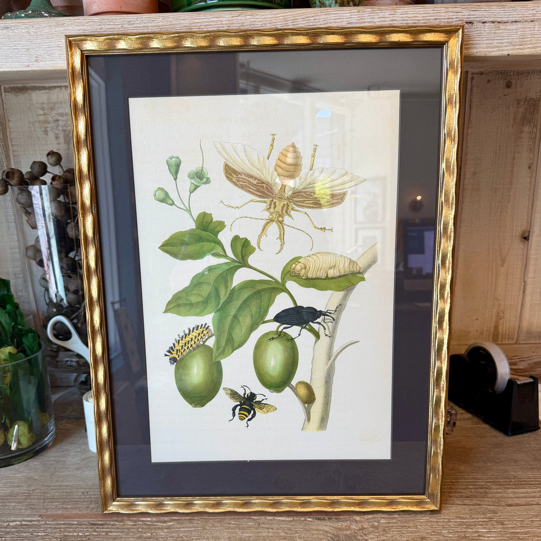 Botanical Print of Antique Etching by Maria Sibylla Merian | Beetle