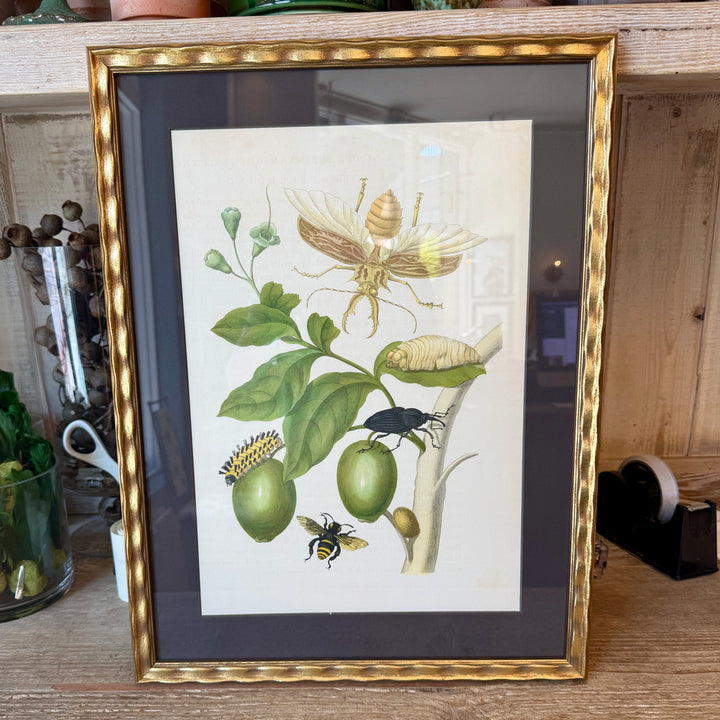Botanical Print of Antique Etching by Maria Sibylla Merian | Beetle