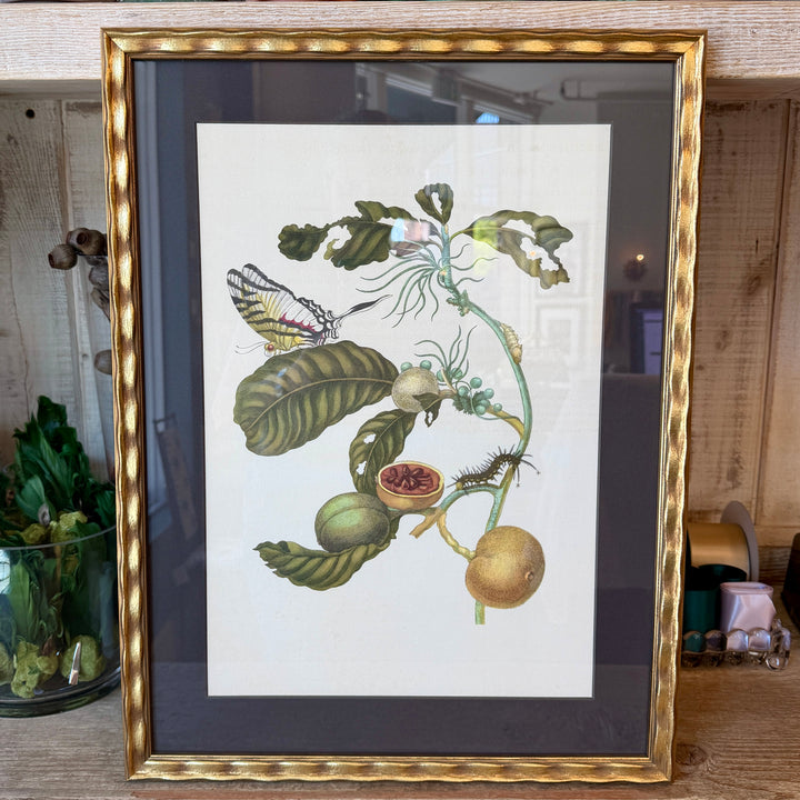 Botanical Print of Antique Etching by Maria Sibylla Merian | Swallowtail