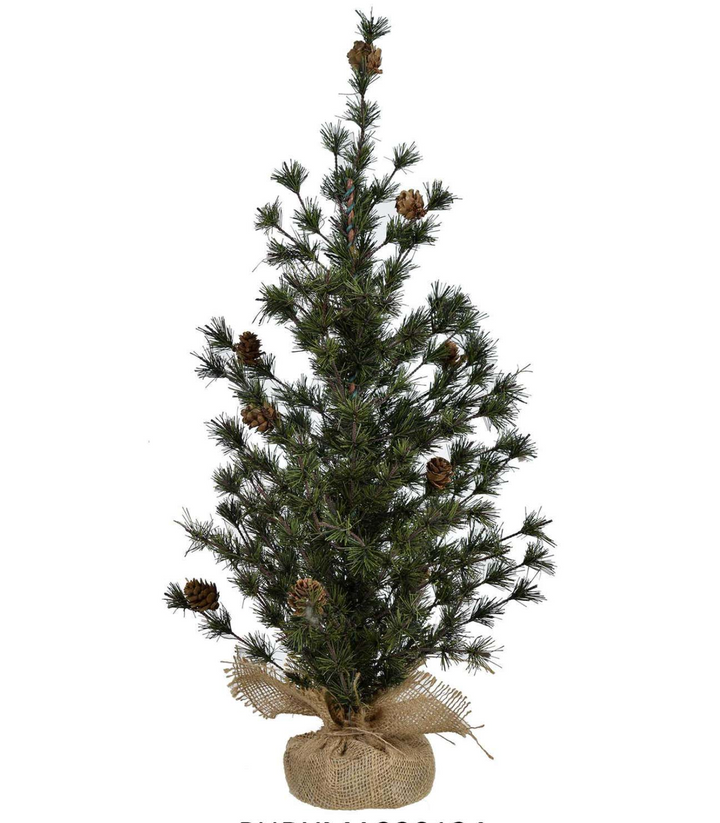 24" Spruce Seedling Tree