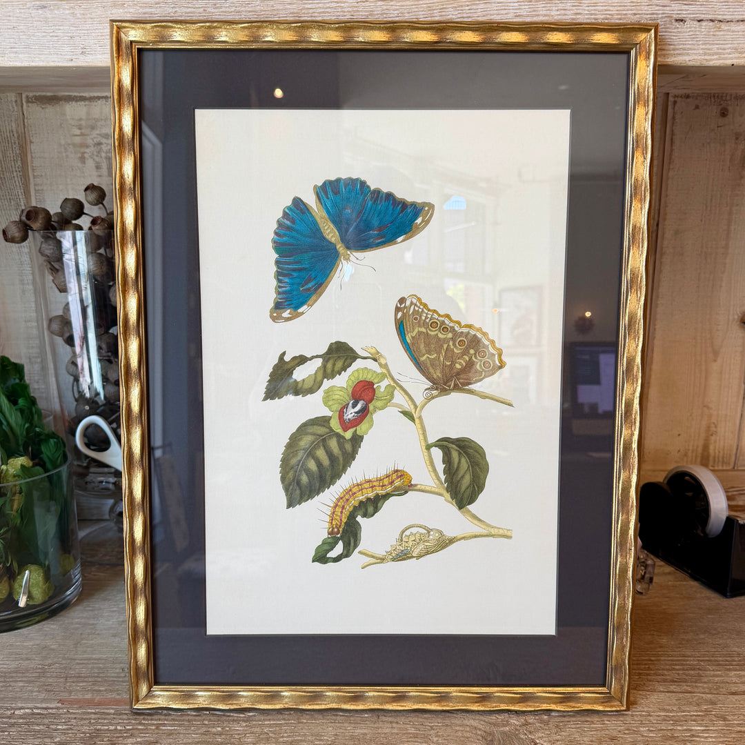 Botanical Print of Antique Etching by Maria Sibylla Merian | Blue