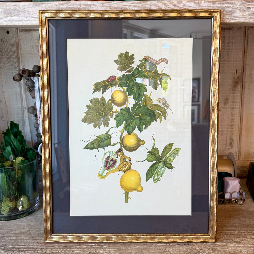 Botanical Print of Antique Etching by Maria Sibylla Merian | Mantids