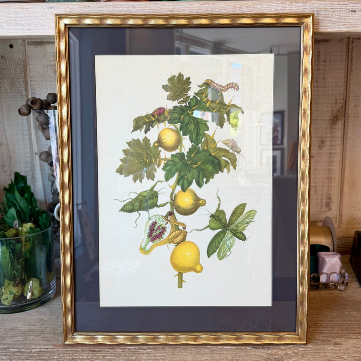 Botanical Print of Antique Etching by Maria Sibylla Merian | Mantids