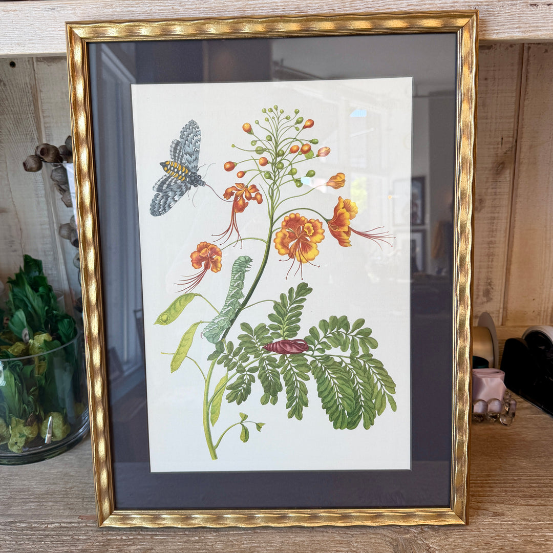 Botanical Print of Antique Etching by Maria Sibylla Merian | Bloom