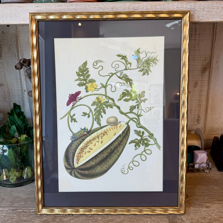 Botanical Print of Antique Etching by Maria Sibylla Merian | Melon
