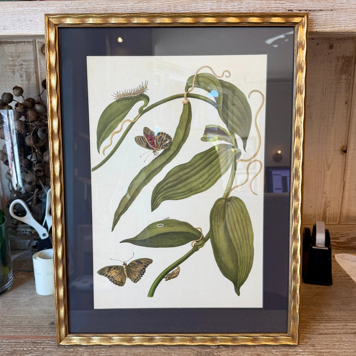 Botanical Print of Antique Etching by Maria Sibylla Merian | Vanilla