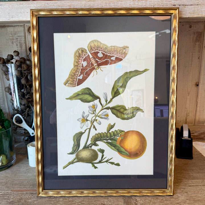 Botanical Print of Antique Etching by Maria Sibylla Merian | Orange