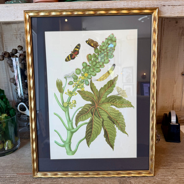 Botanical Print of Antique Etching by Maria Sibylla Merian | Leaf