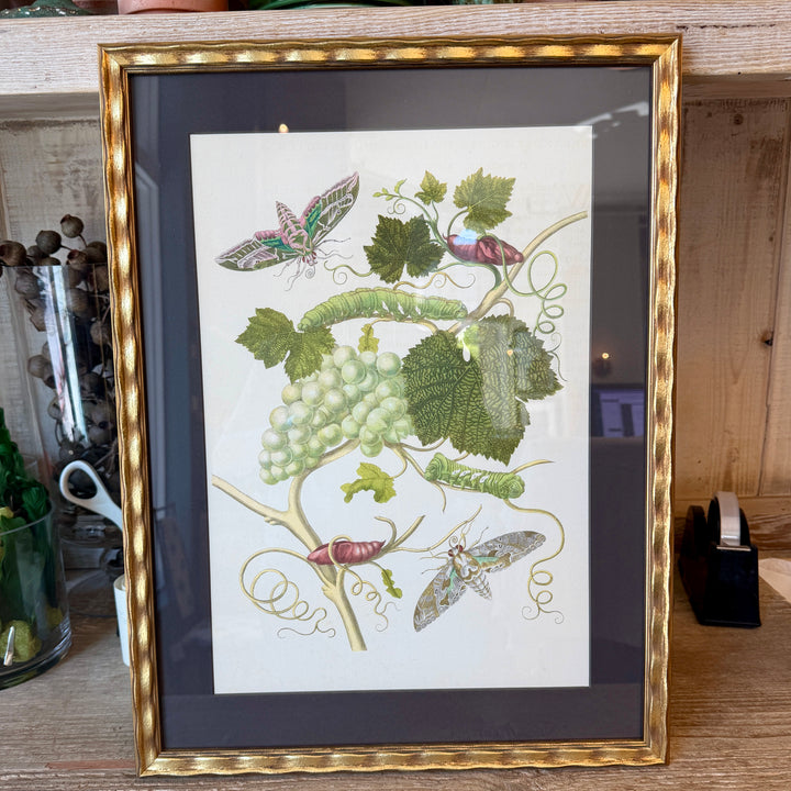 Botanical Print of Antique Etching by Maria Sibylla Merian | Grapes