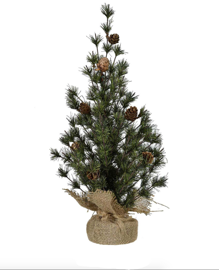 18" Spruce Seedling Tree