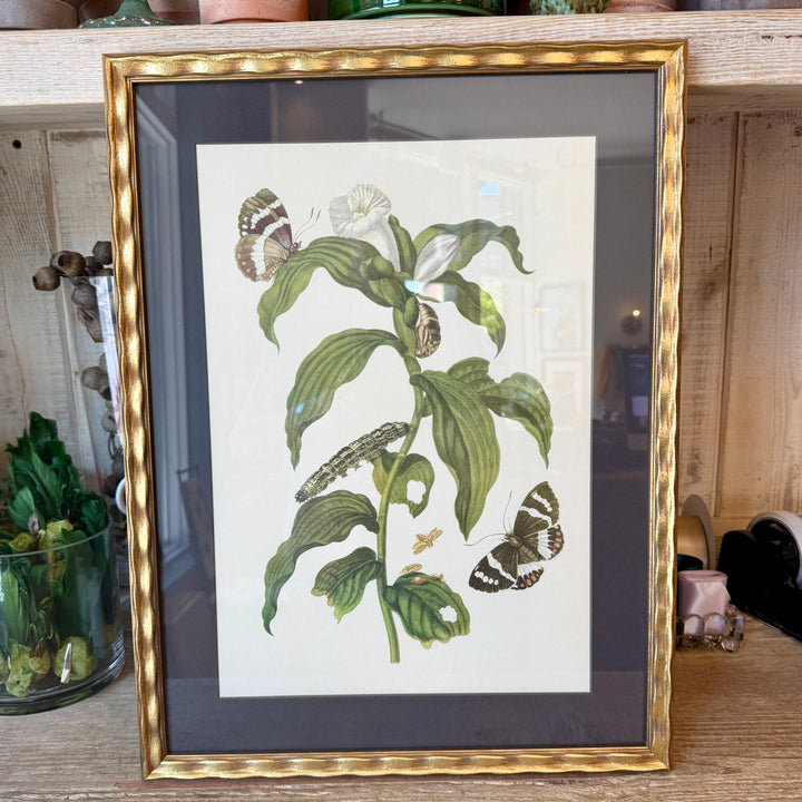 Botanical Print of Antique Etching by Maria Sibylla Merian | Tobacco
