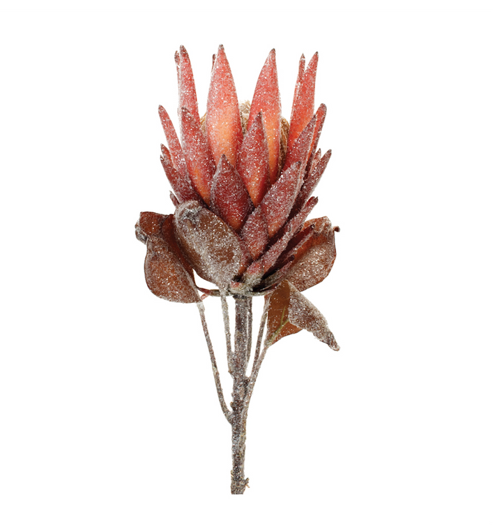 29" Protea Stem