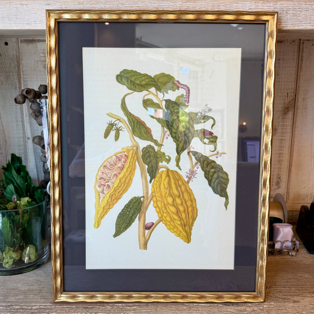 Botanical Print of Antique Etching by Maria Sibylla Merian | Cacau Boom